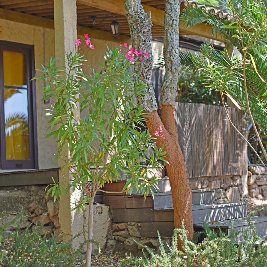 Bungalows 25m² Maquis T2